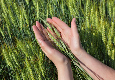 L’agriculture biologique, qu’est-ce que c’est ?